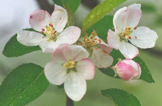 Apple Extract Pyrus Malus P.E.